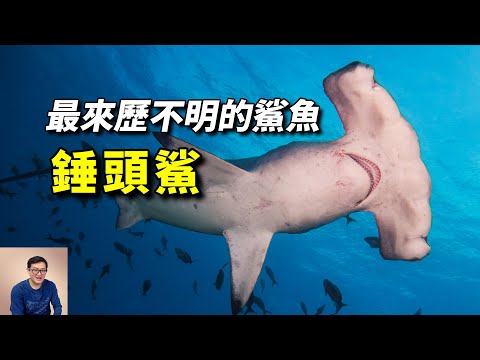 進化過程顛覆認知，掌握克隆技術，吃海草也能活，最像外星生物的鯊魚家族——錘頭鯊【老肉雜談】#動物 #海洋生物 #野生動物 #鯊魚 #shark