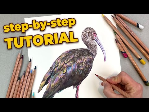 How to Draw a REALISTIC BIRD with Colored Pencils. Step by Step Tutorial