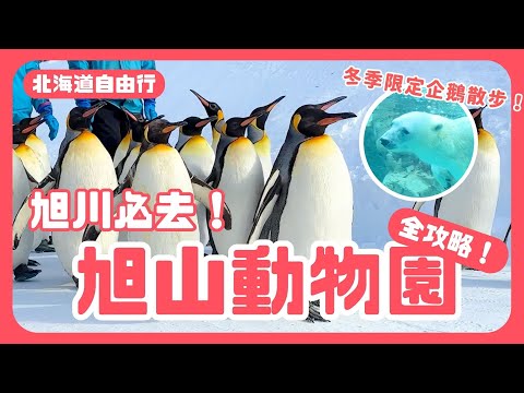 Hokkaido ep.4 Asahiyama Zoo Winter Exclusive Penguin Walk! Complete guide to ticket transportation!
