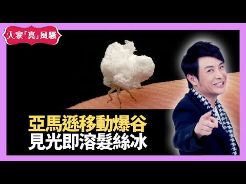 亞馬遜移動爆谷 見光即溶髮絲冰－大家真瘋Show 20210120 梁思浩 苑瓊丹 李日朗