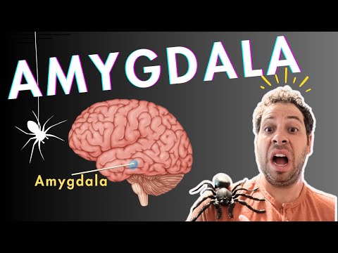 The Amygdala and Fear Conditioning