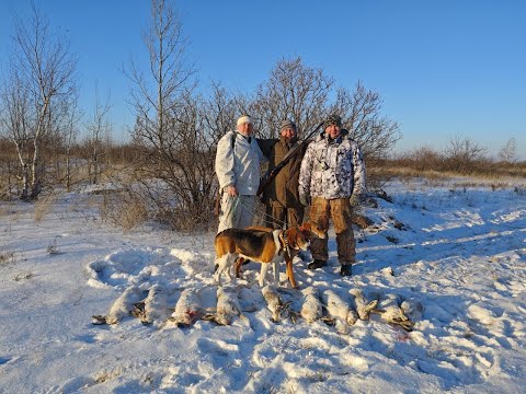 ЗАЙЧЬЕ ЭЛЬДОРАДО Супер охота на зайца гончаки в деле. Дуплет два зайца на номер Сезон 2024-2025 №216