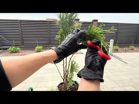 Надоели скучные туи-морковки? Берем обычные ножницы и …. #сад #garden #огород #смарагдтуя