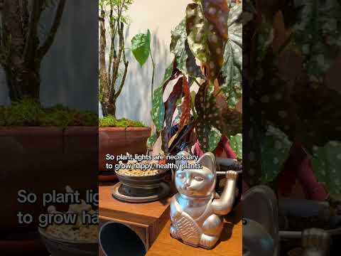 A Bohemian Brooklyn Condo, Tattoo Artist @silky.rabbit 's Home Studio #apartmenttherapy #hometour