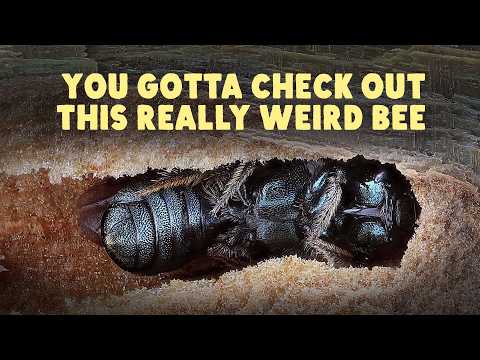 The Weird Bee That Isn't Social Or Solitary