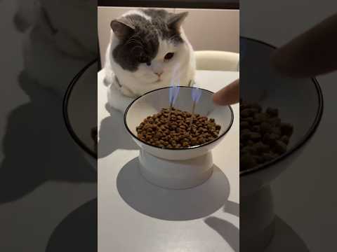 Funny Animals Videos 😂 - Funniest Cats and Dogs 😸🐶