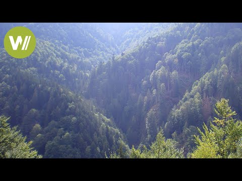 Wilde Karpaten (Semenic-Nationalpark in Rumänien) | Europas Urwälder, Folge 4
