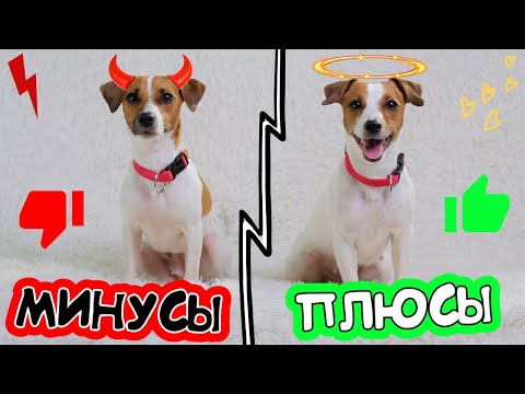 THE WHOLE TRUTH ABOUT JACKS | The Pros and Cons of the Jack Russell Terrier Breed