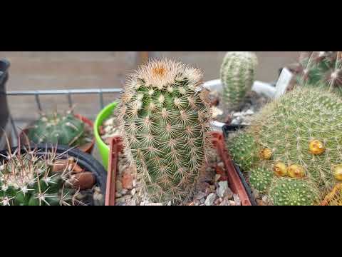 Echinocereus in my collection. Growing and caring for them. An overview of flowering cacti.