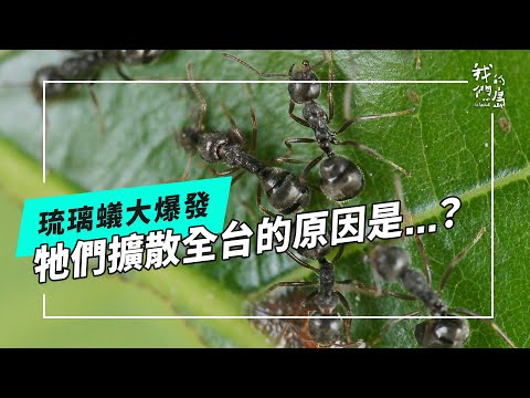誘殺琉璃蟻｜解析疣胸琉璃蟻黑色大軍擴張的生存策略(公視我們的島 第1334集 2025-12-01)
