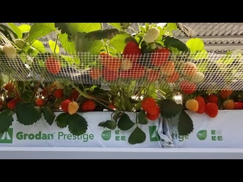 ФУРОР ЗАСЫПАЛ ЯГОДОЙ \\ НОВЫЙ СТЕЛЛАЖ ДЛЯ РАССАДЫ \\ ШМЕЛИ \\ КЛУБНИКА СЕНСАЦИЯ УДИВЛЯЕТ