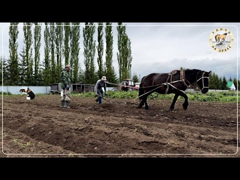 Обычные деревенские будни Уральского Фермера | Сезонные работы