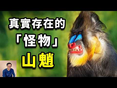 The world's largest monkey ,the difference  between it and baboon  #animal #mandrill  #primate