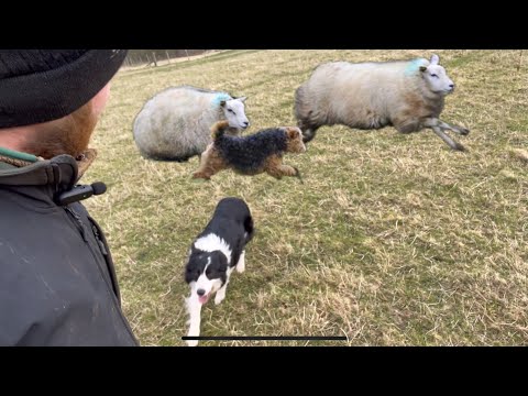 Dogs out of Control on Farmland!!!