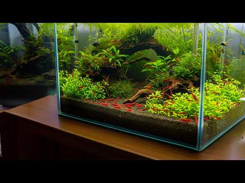 7 EASY Steps to the PERFECT Cherry Shrimp Tank! 🦐