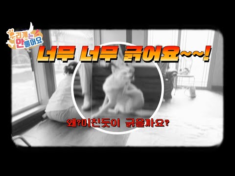 🐕강아지가너무 너무 긁어요~~🤬 왜 그럴까요? 도와주세요 #강아지알레르기 #강아지알러지 #강아지긁음 #강아지아토피