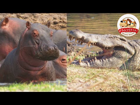 Nile Crocodile Approaches Herd of 500 Hippos! And at Night Hyenas Eye on Baby Hippo...