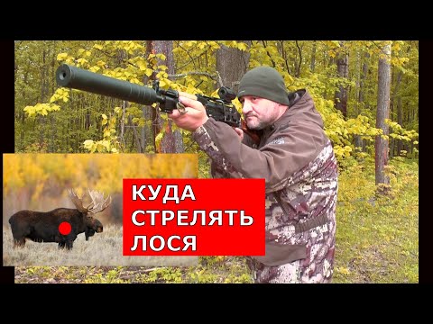 КАК стрелять ЛОСЯ ? Из чего и чем? Все ответы здесь !!! Это должен знать каждый ОХОТНИК!!!