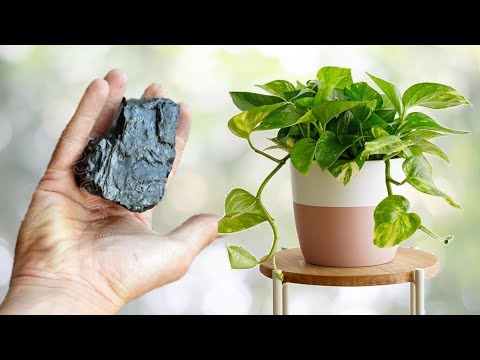 روعة، فقط قطعة فحم و شاهد كيف ستنمو و تزهر نبتتك (كل النباتات)