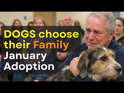 When Dogs Find Their Humans — Adoption Stories