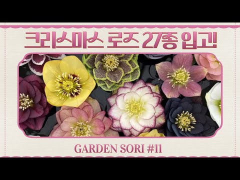 [Winter Garden Essentials] 27 Christmas Rose Varieties (Single/Anemone/Double)