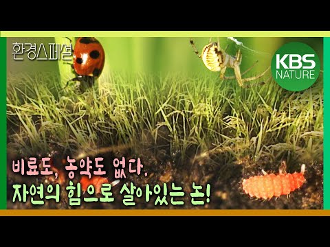 비료도 농약도 없다! 인간 간섭없는 자연의 힘으로 살아가는 논[환경스페셜-「숨쉬는 땅」 2부작 2편 논, 자연으로 돌아가다] / KBS 20001213 방송