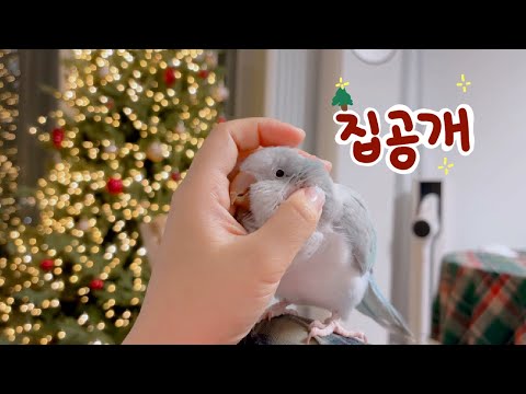 빤짝이네 집 관찰하기 | 앵무새 용품 추천 (BC301 새장, 보온용품, 위생용품)