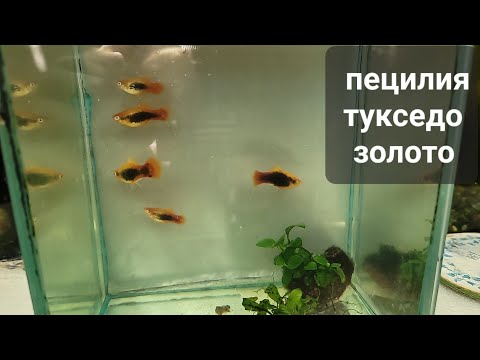 Пецилия тукседо золото Пецилия макулатус (Xiphophorus maculatus)