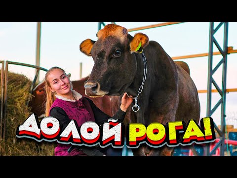 Убрали Рога у Коров. Переделываем электрику | Молодая Ферма