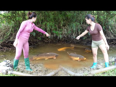 Full Videos: Hunting Wild Fish, Traditional Fishing in River With Handmade Nets, Catching Many Fish