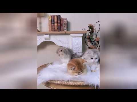 Gatitos encantadores que convierten cualquier día en alegría pura