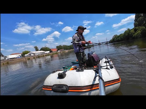 Рыбалка на ЖИВЦА, ловля Сома при помощи квока