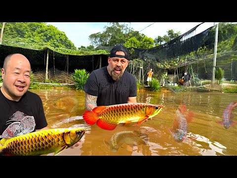 “Inside Singapore’s ELITE Arowana BREEDING FARM (Exclusive Footage!)”