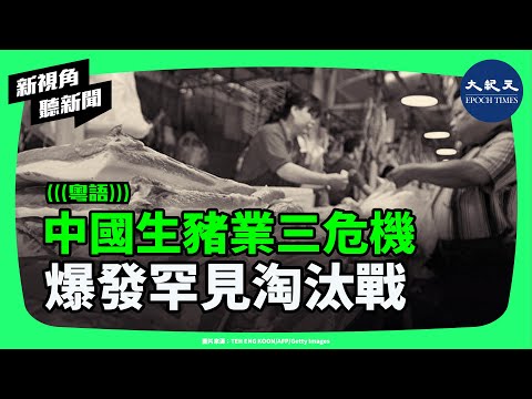 豬價崩盤！中國養豬業迎最慘淘汰戰！牧原溫氏陷虧損潮，生豬行業資金鏈告急、疫病蔓延。| #新視角聽新聞 #香港大紀元新唐人聯合新聞頻道