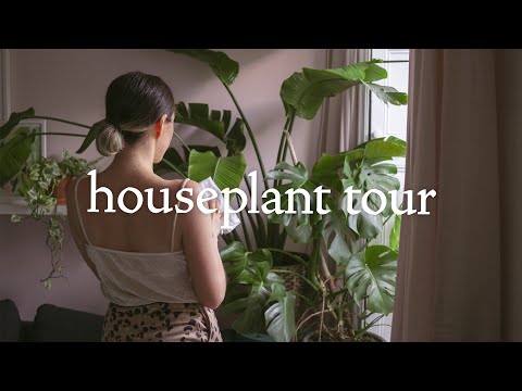 An illustrator's studio houseplant tour