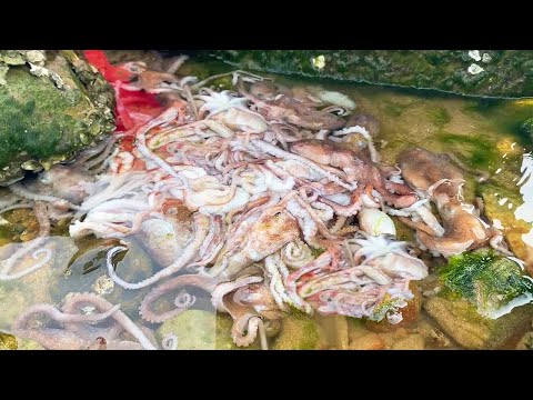 Turn to a nest of octopus, moray eels jump around, grouper also goods! #octopus#moray#grouper