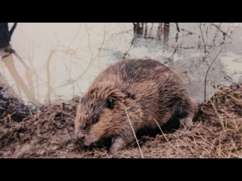 Beaver Snare Set up. #billingsleybrandlures #trapper