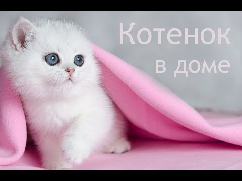 A kitten in the house. Important tips for newbies, a starter kit.