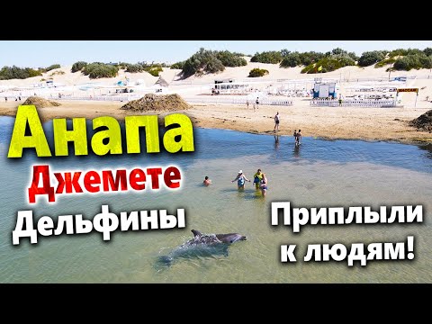 #Анапа ПОТЕРЯЛ ДАР РЕЧИ ОТ МОРЯ! ДЖЕМЕТЕ- ДЕЛЬФИНЫ ПУГАЮТ ТУРИСТОВ! РАЗБИЛ ДРОН:(