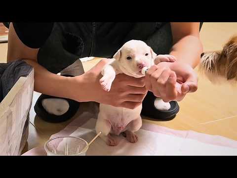 homeless puppy wailed, lost in the snowy cold; I brought him home and raised him by syringe-feeding.