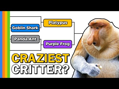 Crazy Critters Bracket