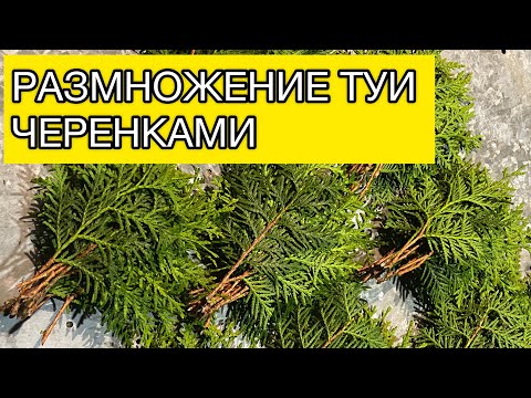Размножение туи черенками #туя #черенкование #садовыедела #черенки #сад #дача