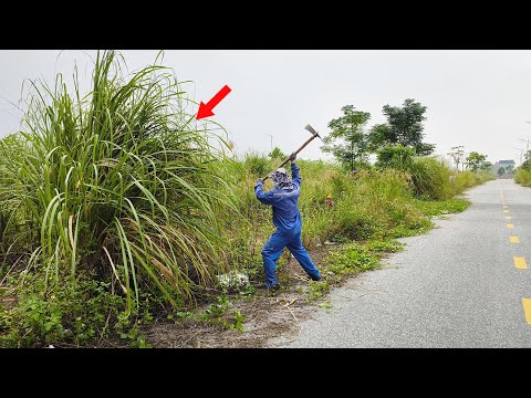 Overgrown Giant Weeds are Not Scary as The Red Fire Ants Hiding Under Abandoned Sidewalks