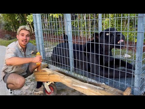 I FINALLY Moved MY JAGUAR into His NEW HOME!