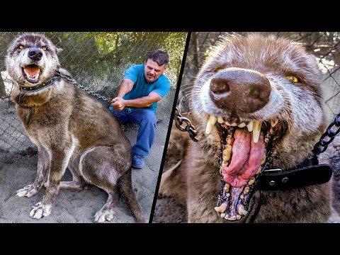 Самые Опасные Породы Собак, Запрещенные По Миру