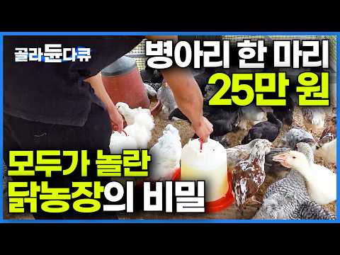 일반 닭의 수십 배. 한국도 슬슬 판매가 시작됐다│병아리는 25만 원부터? 관상 닭 농장의 모든 것│극한직업│#골라듄다큐