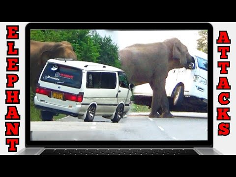 Vans attacked by wild elephants in an unbelievable moment