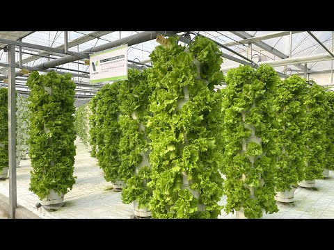 Process of Growing Hydroponic Vegetable Using Israeli Technology Yields High Productivity