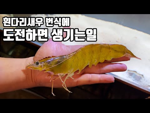(종합편) 7개월 동안 흰다리새우 번식에 도전한 결과를 알려드립니다
