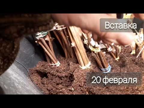 Укоренение черенков винограда. Когда начинать? Как это сделать?